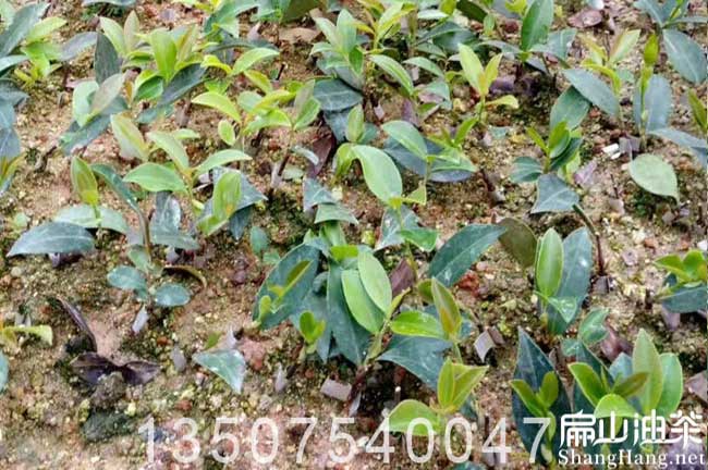 廣西岑溪（xī）軟技油茶苗