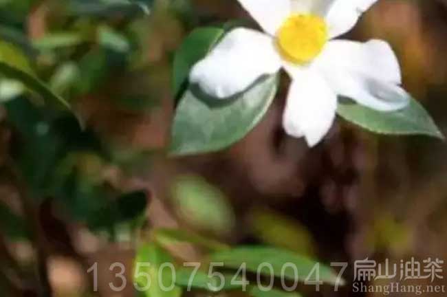 白花油茶苗