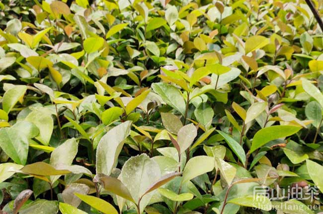 金平大果油茶（chá）苗批發