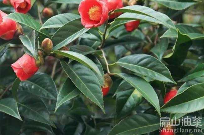 江西大果紅花（huā）油茶苗