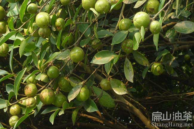 後宅鎮油茶種植