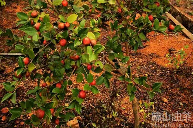 潮（cháo）州油茶基地