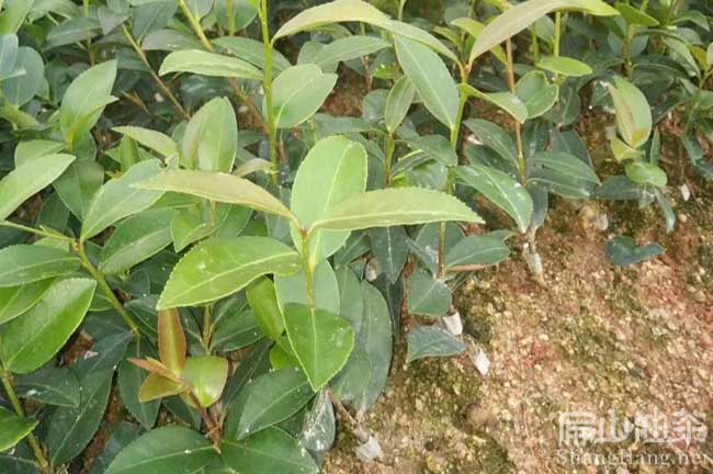 泉州高產油茶樹種植