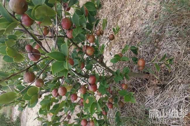 橫瀝油茶（chá）樹種植