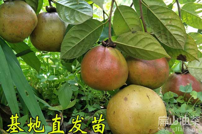 城（chéng）關大果油茶苗批發