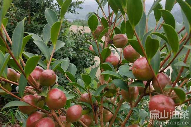 揭陽油茶種植