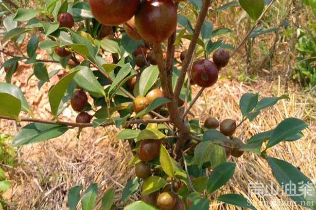 嶽陽油茶（chá）基地