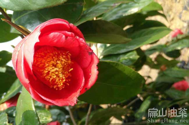 永靖（jìng）紅（hóng）花油茶基地