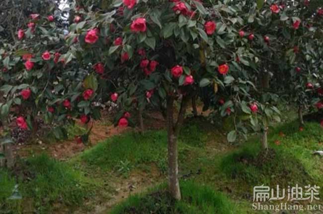 上饒大果油茶種植基地