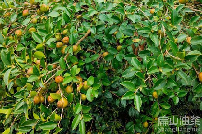 江（jiāng）口油茶種植基地