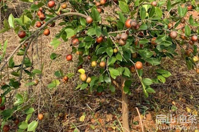 羅定油茶（chá）種植