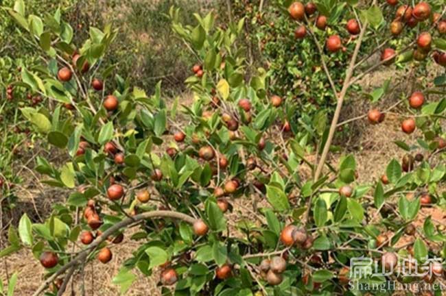 景德鎮（zhèn）茶樹種植