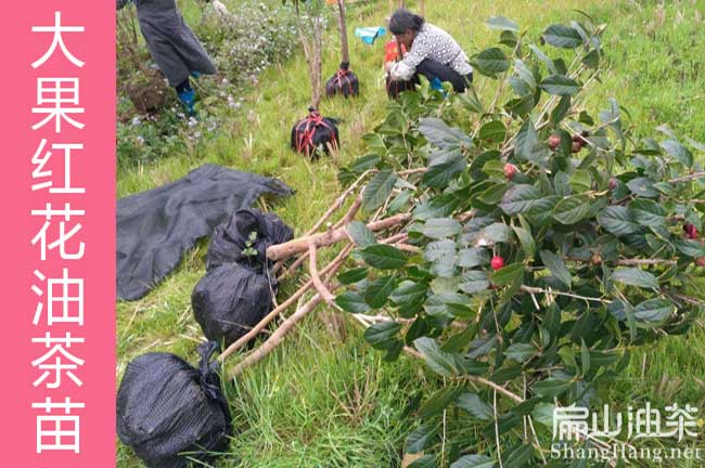 三亞紅花油（yóu）茶樹