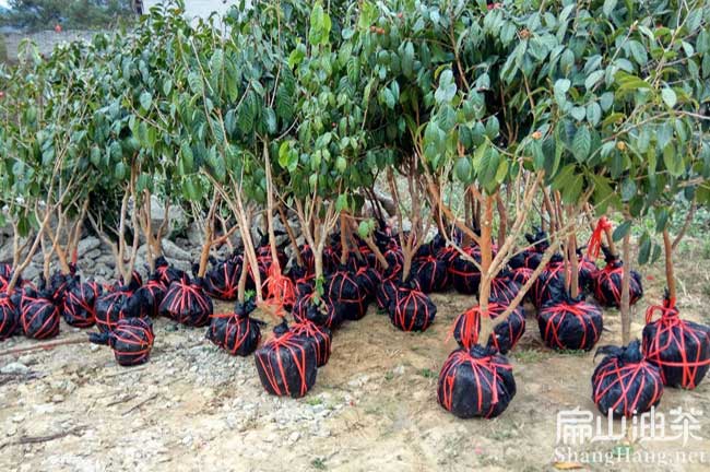 國內紅花大果油茶樹苗特點 苗貴果大 紅花（huā）掛果遲-扁山油茶