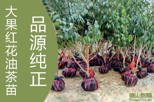 廣西大（dà）紅花油（yóu）茶基地