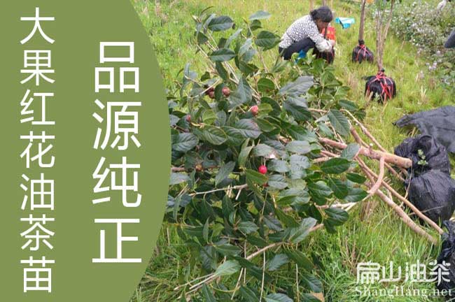 廣西（xī）大果紅（hóng）花油茶苗