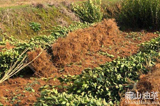 湖（hú）南中科油茶苗