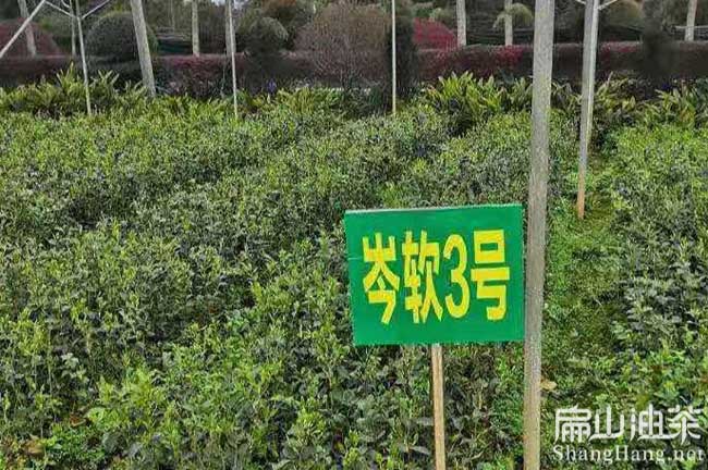 廣西油茶種植