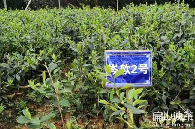 湖南岑軟2號油茶苗