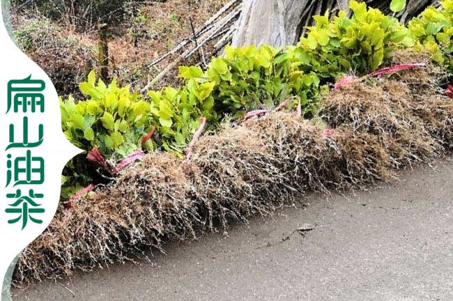 蚌埠改良油（yóu）茶苗