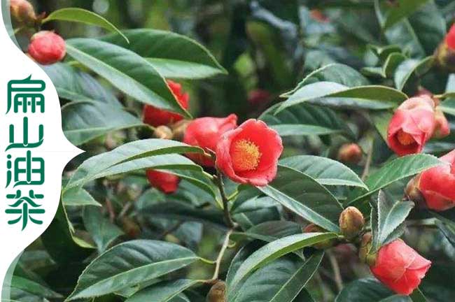 鳳山紅（hóng）花茶籽樹苗