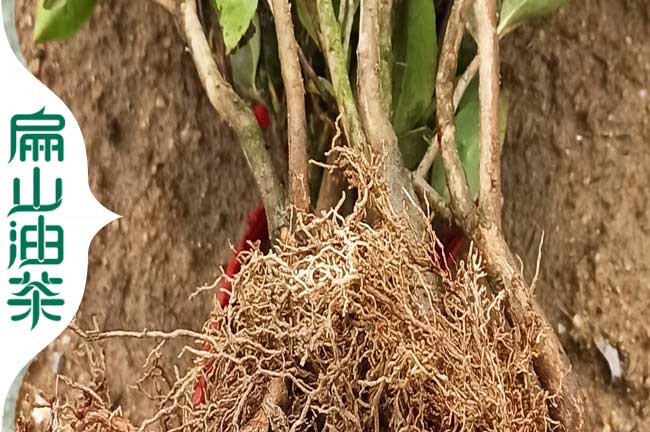 北海大果紅花茶樹苗