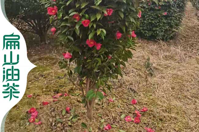 玉林大果紅花（huā）油茶