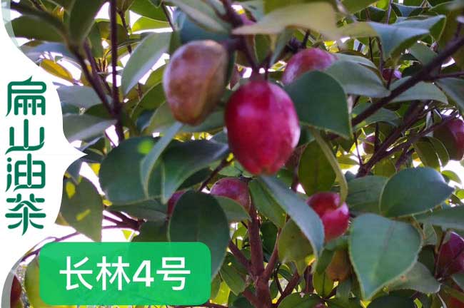 慶遠紅花油（yóu）茶苗