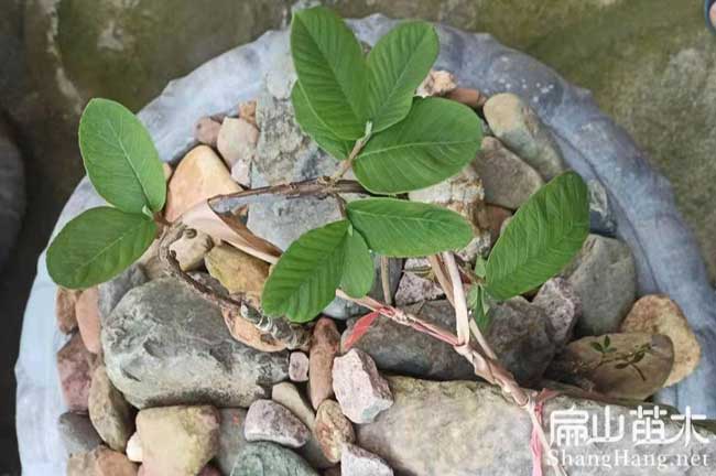 福建清芭樂種植