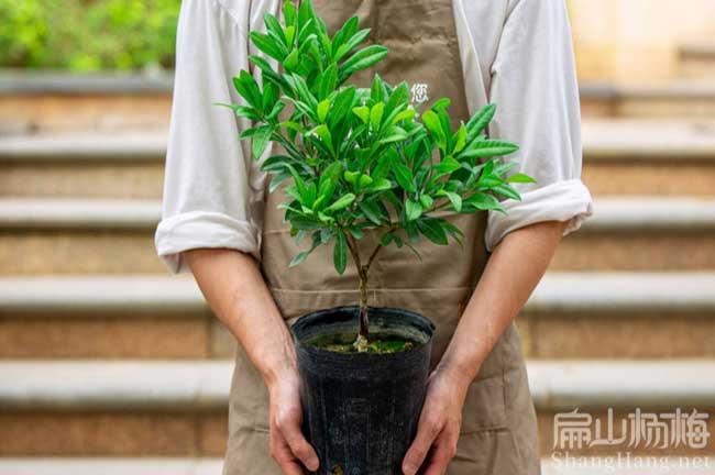 莆田油（yóu）茶（chá）楊梅苗