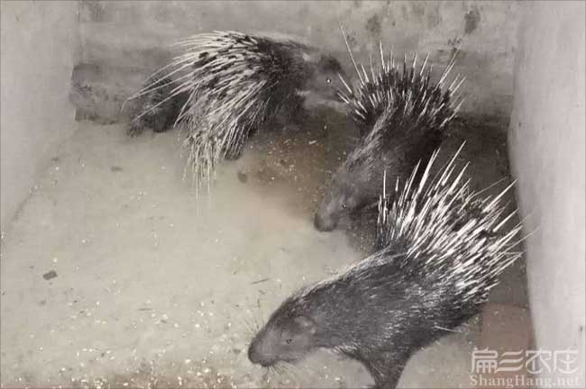 南（nán）昌肉兔養殖