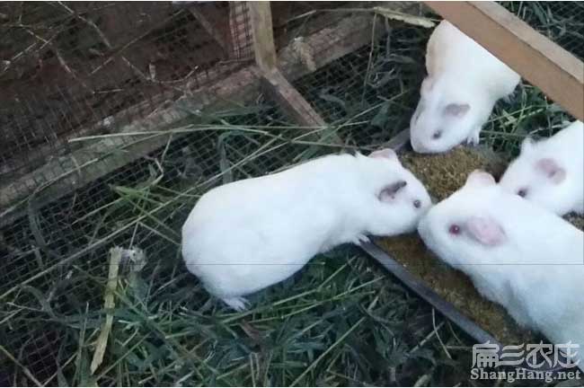 白豚（tún）鼠吃什麽飼料