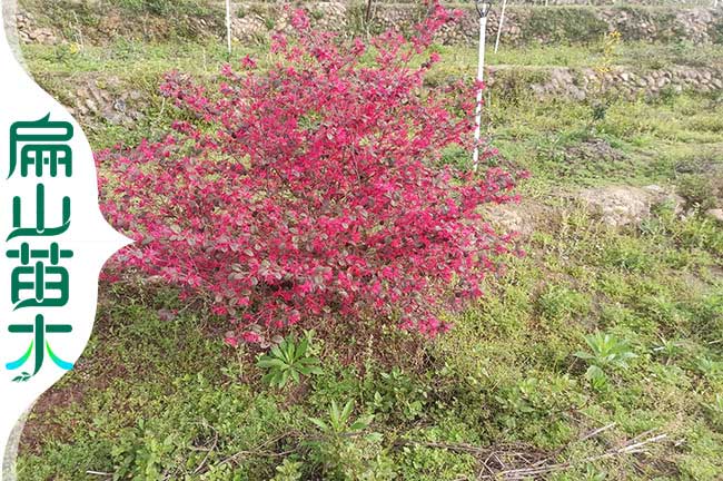 南平（píng）紅花繼苗木