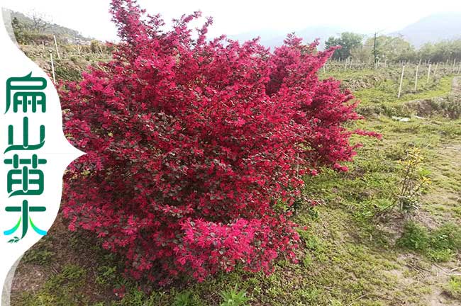 深圳紅繼木樹苗（miáo）