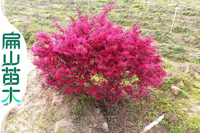 龍岩（yán）繼木苗