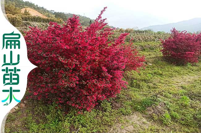 肇（zhào）慶紅花繼木苗