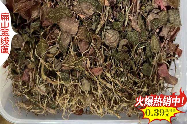 3號金線蓮種苗自貢批發基地 四川自貢金線蓮種植 高15公分