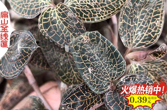 美麗臨滄金線蓮種苗批發價格1元 臨滄金線蓮種（zhǒng）植基地幹（gàn）貨