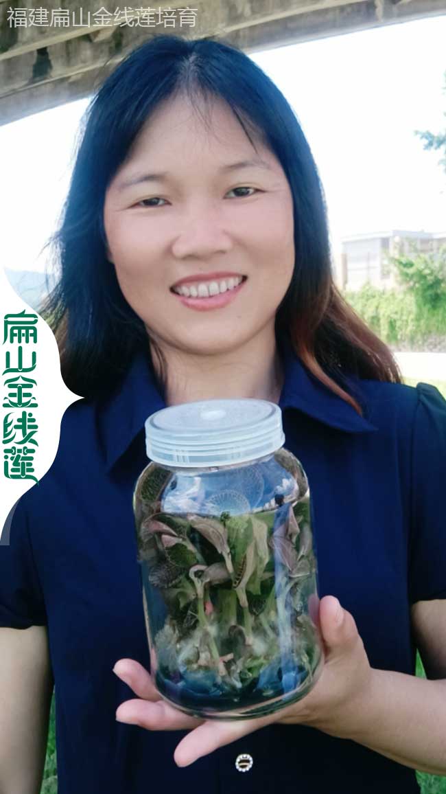 DH德宏金線蓮（lián）種植基地 德宏紅霞金線蓮（lián）幹貨批發價格1800元（yuán）/斤