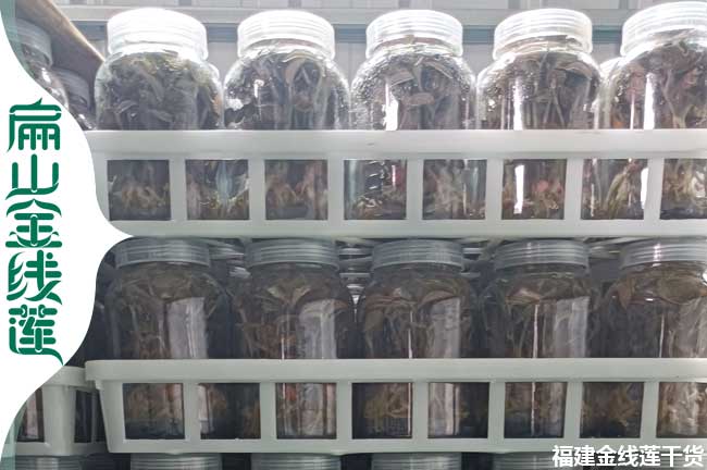 扁山寶雞的金線蓮種苗（miáo）批發價格 寶雞金線蓮種植基地0.88元/珠