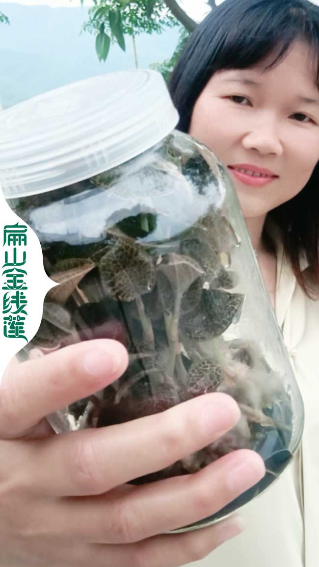 賣安陽新鄉的金線蓮（lián）種苗批發價多少錢一（yī）珠 福建台灣大葉紅霞