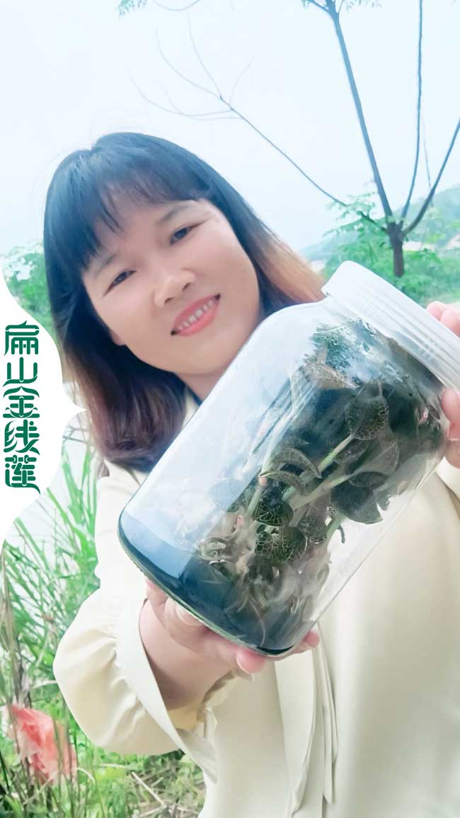 福建紅霞大葉金線（xiàn）蓮吃法和功效-扁山金線蓮種植技術（shù）