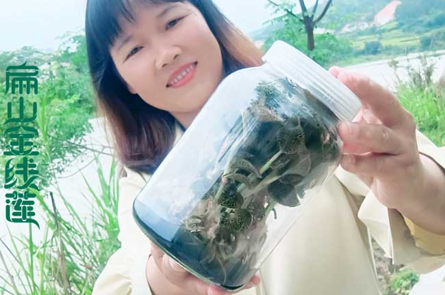 耀州鐵皮石斛種植