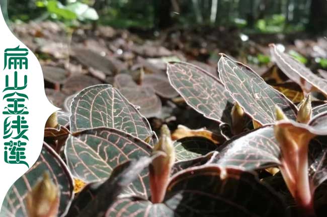 扁山攀枝花的（de）金線蓮種植基地 林下仿野生馴化組培苗批發0.6元