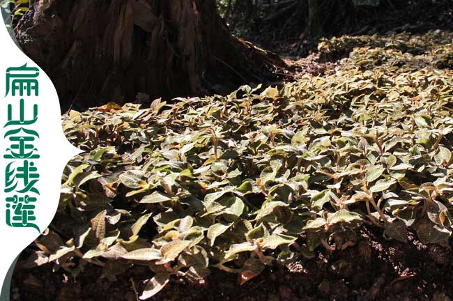 林下種植金線蓮注意