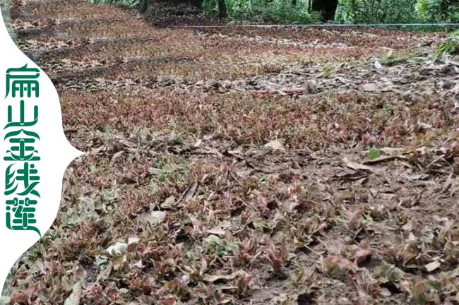 扁山福建的福州標準金（jīn）線蓮組培苗培育基地歡迎考察加盟銷路