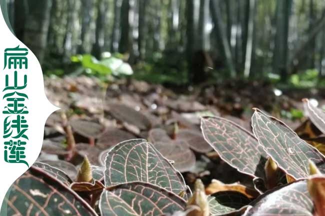 濮陽金線（xiàn）蓮林下種植