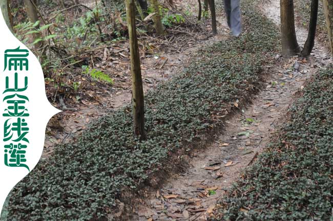 福建金（jīn）線蓮種植基地