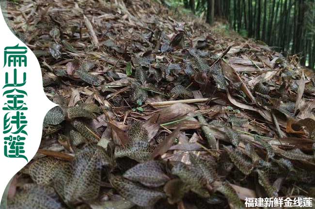 平涼林下種植金線（xiàn）蓮