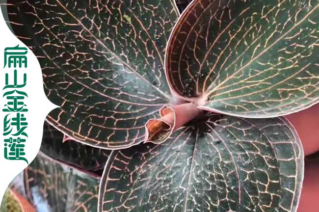 福建紅霞金線蓮